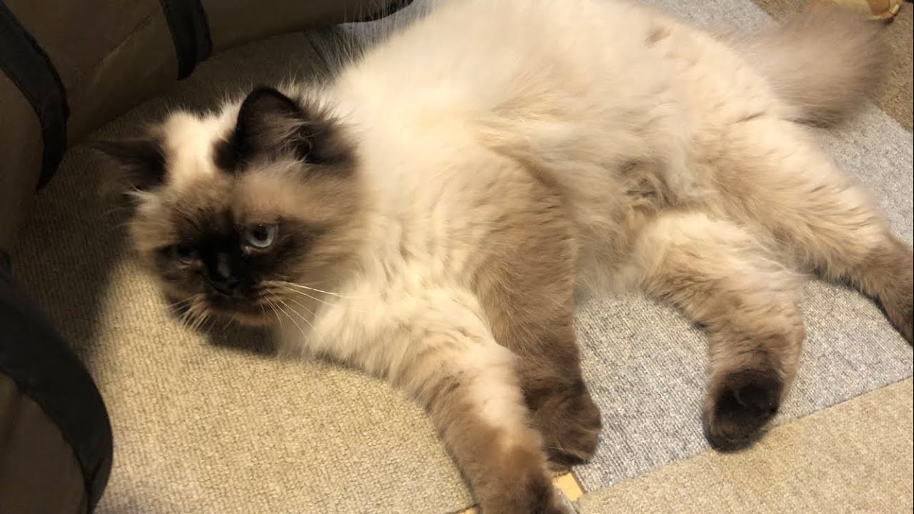 【ヒマラヤン】撫でられると倒れちゃう猫【甘えん坊】