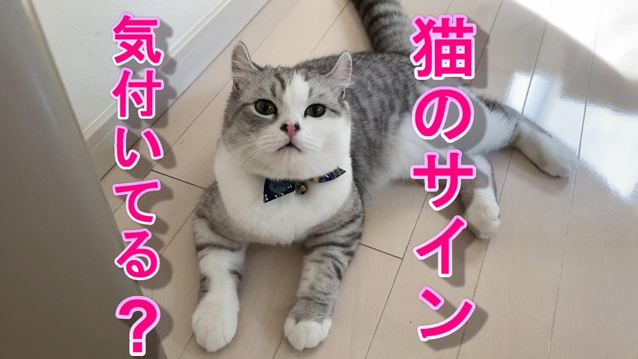 見落としがち!?猫からの愛情表現を見逃さないで!!【アメリカンカール】