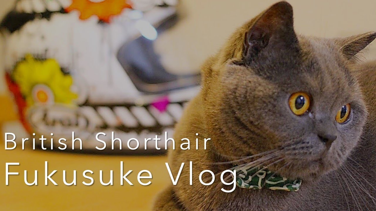 30代女と暮らす猫｜ブリティッシュショートヘア福助の日常ルーティン【Fukusuke Vlog】