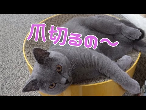 8ヶ月になる猫のシャルトリューの爪切りはこんな感じです