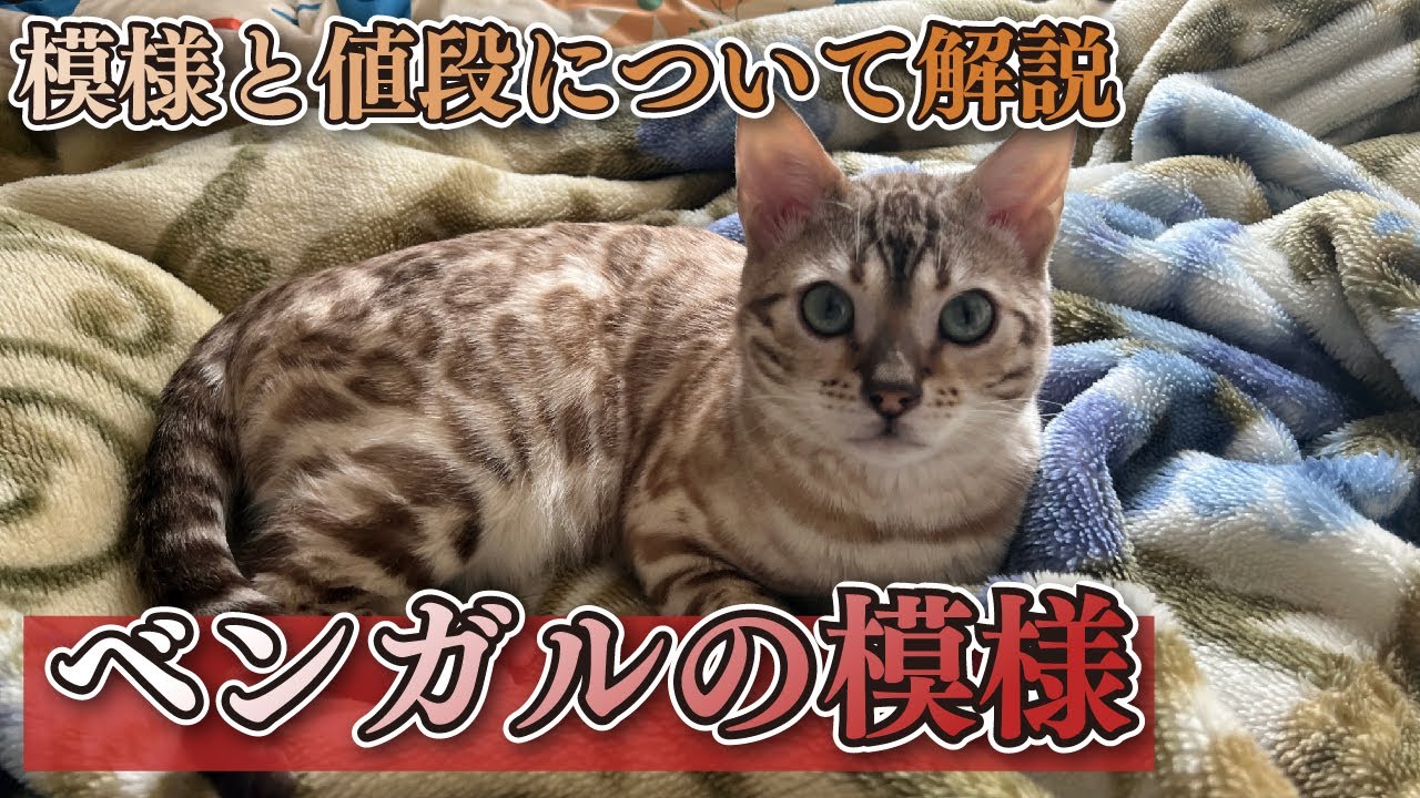 ベンガルの模様と値段について解説します。-I will explain the pattern and price of Bengal.-
