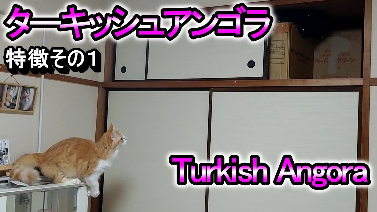 トルコの国宝　ターキッシュアンゴラの特徴その１【誰も行けない高い所が大好き】／Turkish Angora