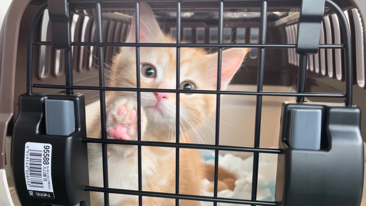 初めて猫を飼いました【アメリカンショートヘア・レッドタビー】