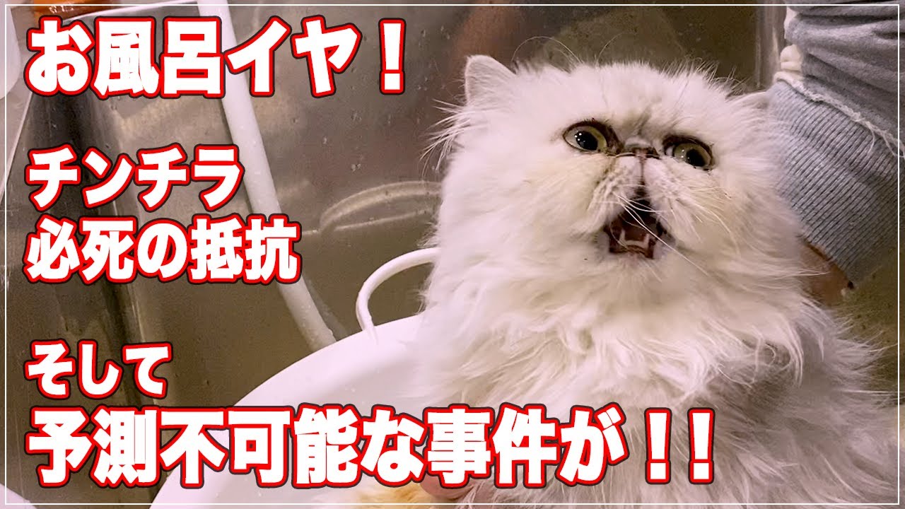 【チンチラ】お風呂がイヤで必死に抵抗するチンチラペルシャ【シャンプー・ドライング編】