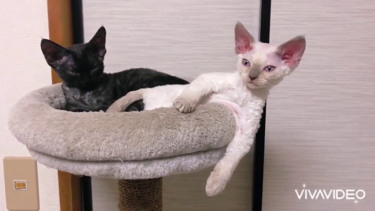 デボンレックスと秋の夜