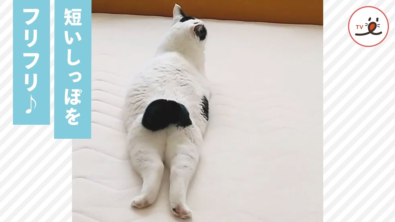 ジャパニーズボブテイル、しっぽの短い猫ちゃんのキュートな「しっぽフリフリ」【PECO TV】