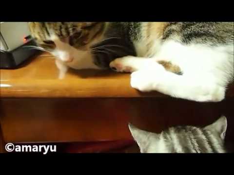 【猫編】チョイチョイする猫と、される猫