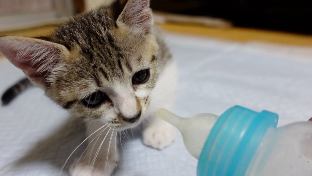 哺乳瓶を卒業した子猫にミルクをあげたら…