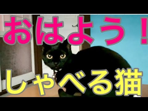 返事する猫がおもしろい！black  bombay cat (黒のボンベイ猫)
