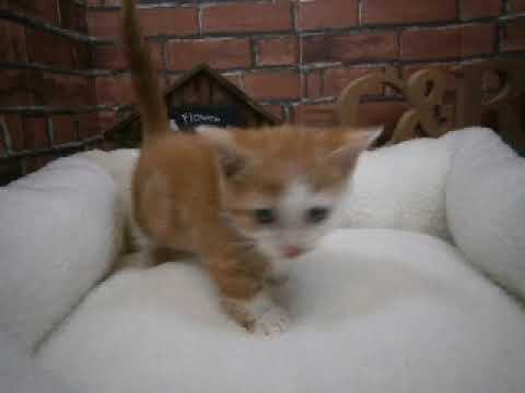 610434 スクーカム