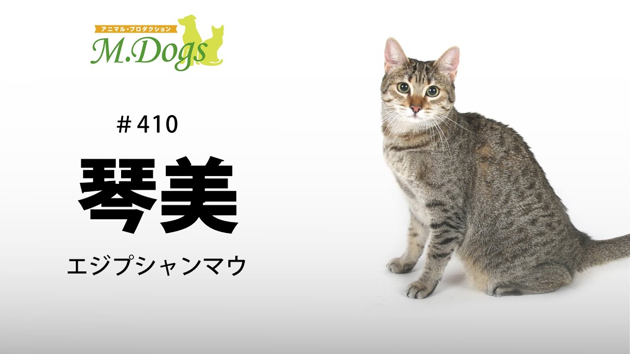 ペットモデル #410 エジプシャンマウ「琴美」
