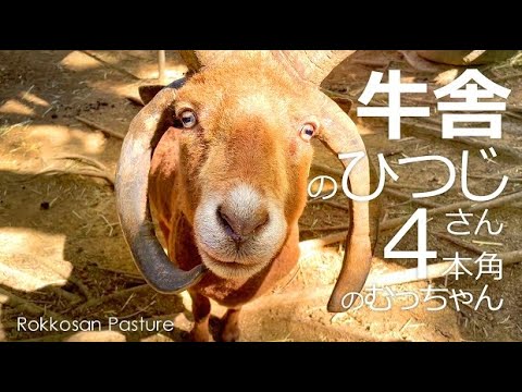 キュートすぎる牛舎ひつじ【六甲山牧場】４本角のひつじマンクスロフタンむっちゃんとジャコブヒツジのトムくん