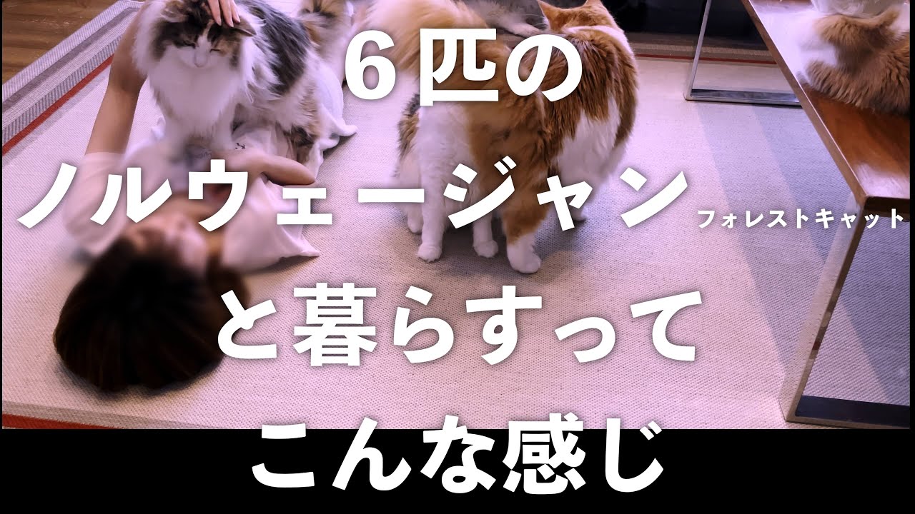 ６匹のノルウェージャンフォレストキャットと暮らすってこんな感じ