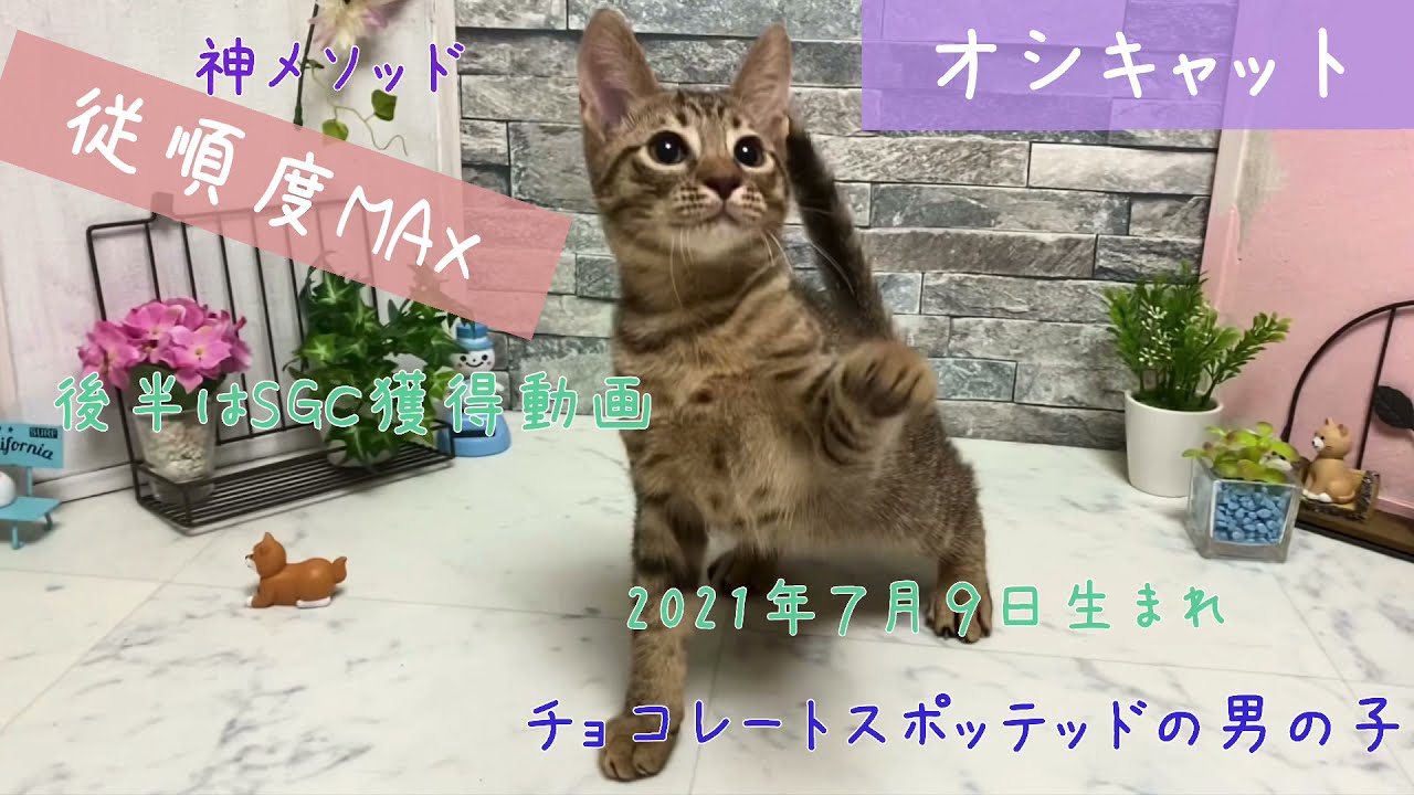 【ナナハチ’s ROOM】神メソッドでSGC獲得　オシキャット☆チョコレートスポッテッドタビーの男の子　20211019