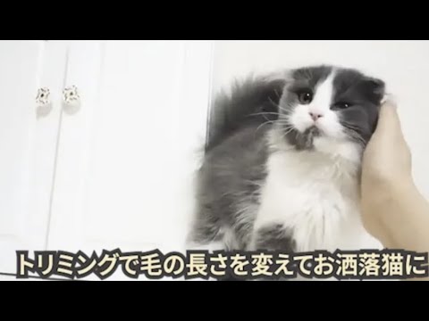 【スコティッシュフォールドロングヘアー】超人気猫ちゃんの、レアモフモフ長毛版、かわいい集【猫】