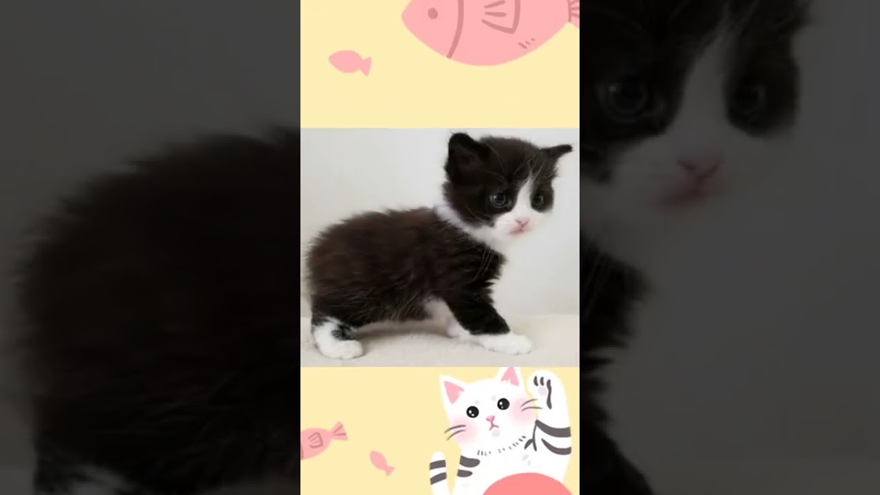 Кимрик🧡