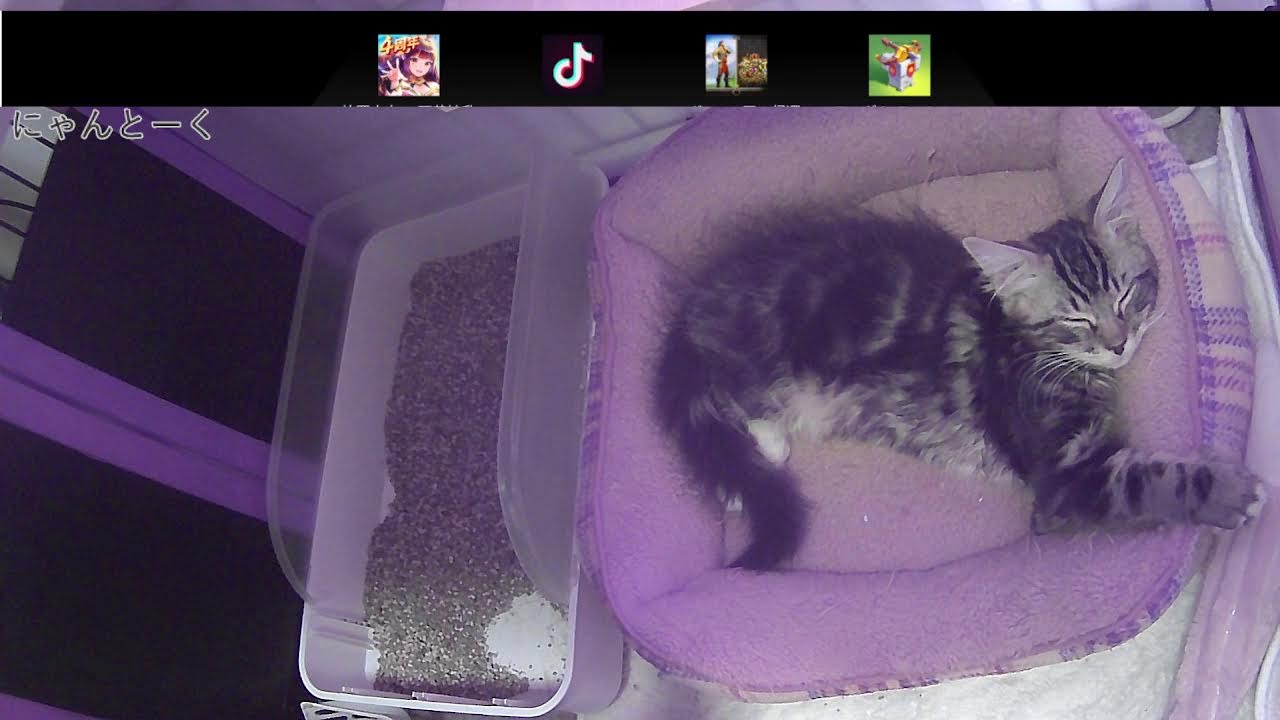 子猫のライブ配信（ラグドールとラパームのMIXです！）
