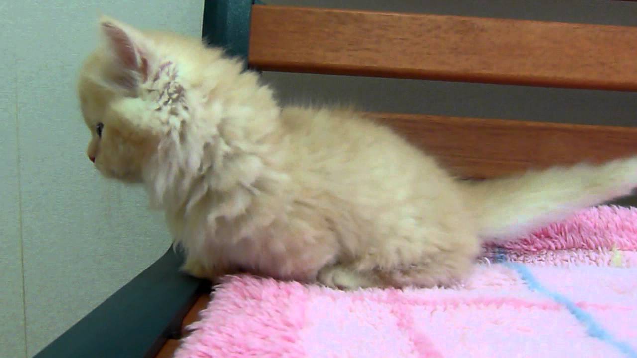 マンチカンロングヘアーの子猫ちゃん