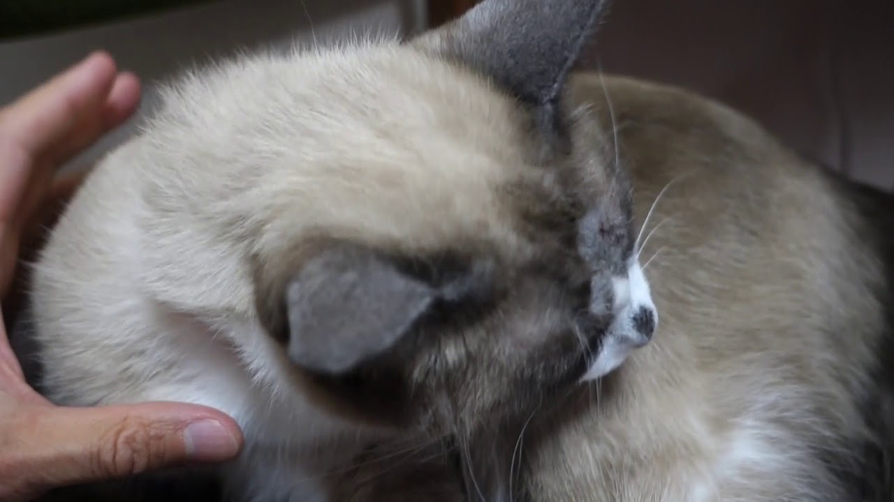 どこをどう見てもスノーシューな保護猫ちゃん