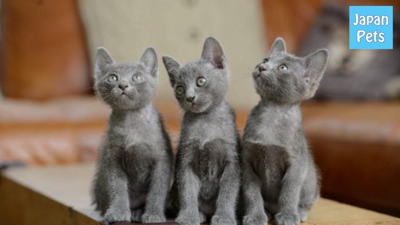 コラットは幸運を呼ぶ猫？！コラットの性格や体重、寿命をご紹介！ - Japan Pets