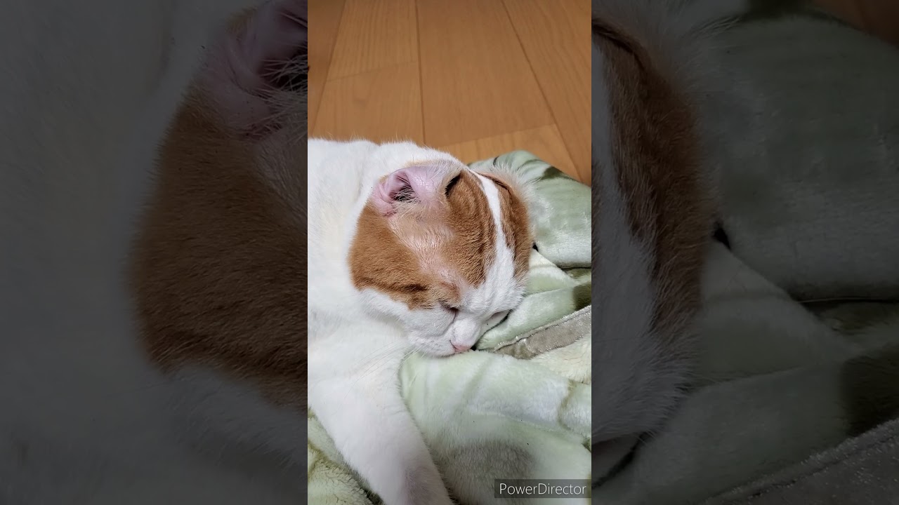 マンチカンがアメリカンカールになっちゃった？