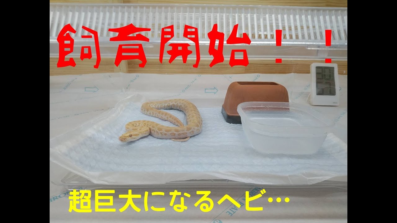 ヘビ飼育。ついにバーミーズパイソン飼育開始!! My favorite reptiles Paleosuchus trigonatus