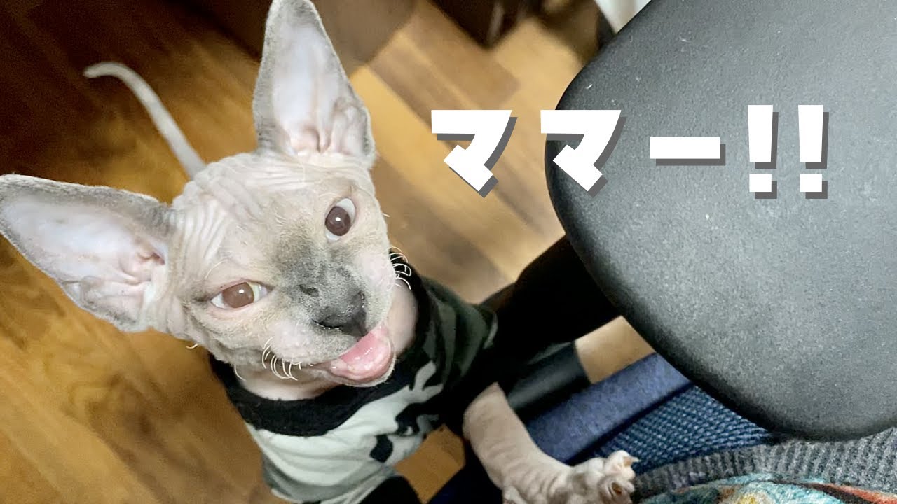 大きな鳴き声で抱っこをせがむ子猫が可愛すぎる【スフィンクス猫】