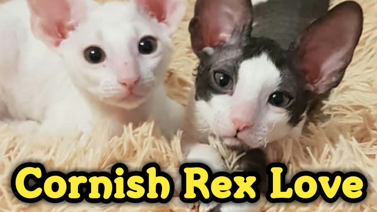 Lovely Cornish Rex Compilation : コーニッシュレックス