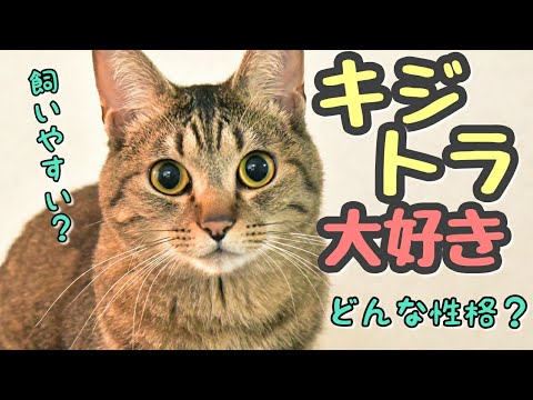 【解説】キジトラ猫ってどんな子？性格や特徴を徹底解説！甘えん坊？やんちゃ？