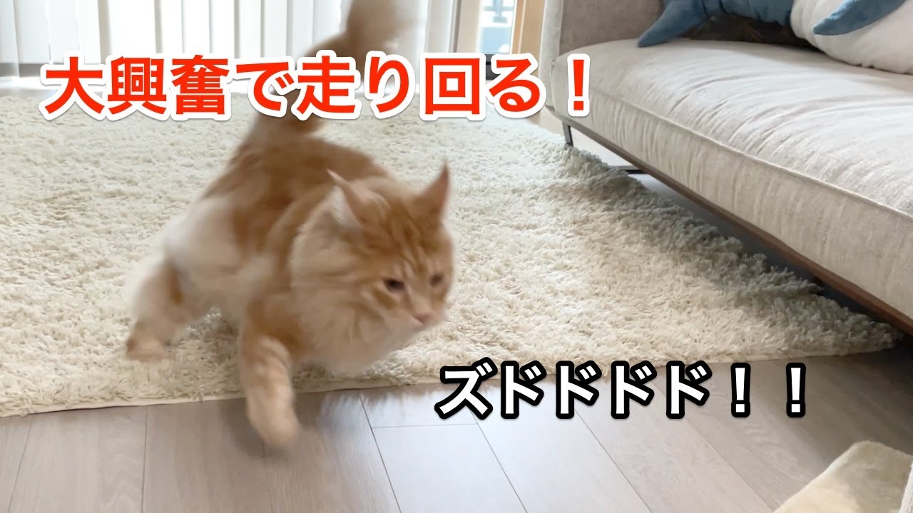 9kgの猫が走り回る！【大きい猫 メインクーン】