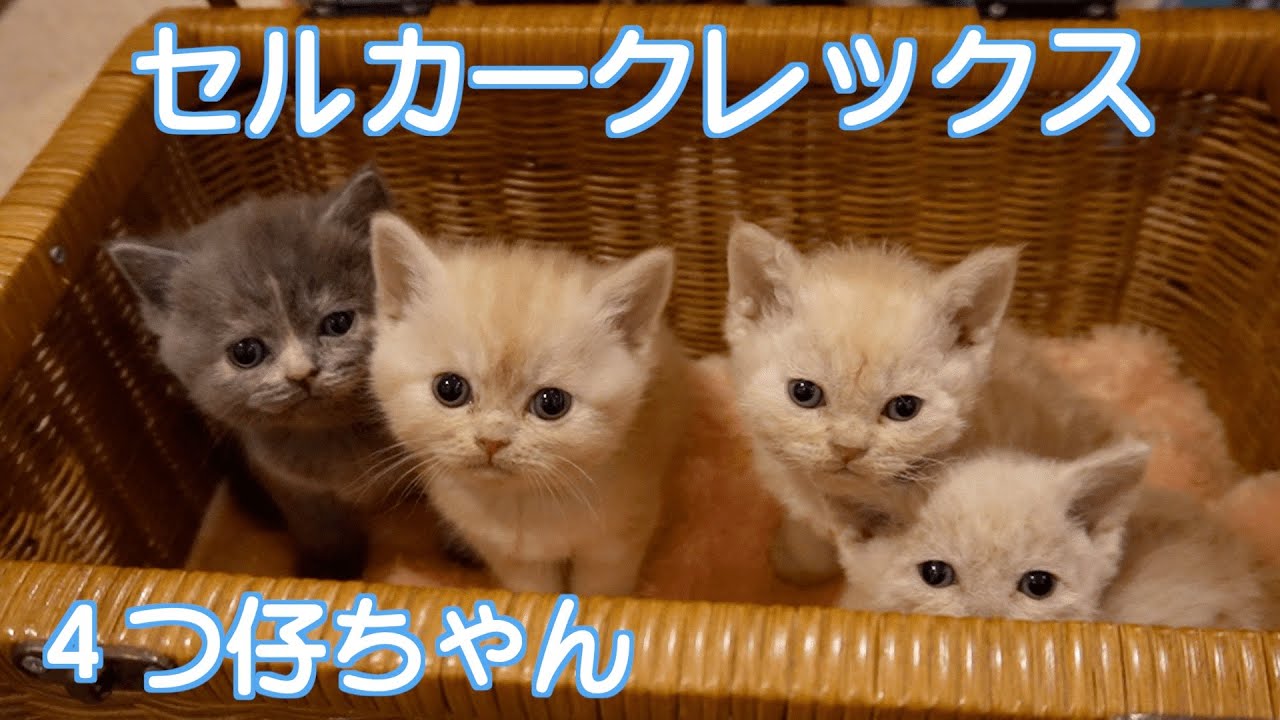【セルカークレックス　子猫】ふわふわもこもこになってきました❣️