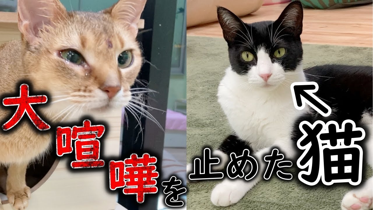 元繁殖猫のアビシニアンが大喧嘩をしてしまいました…【人馴れ訓練のその後】