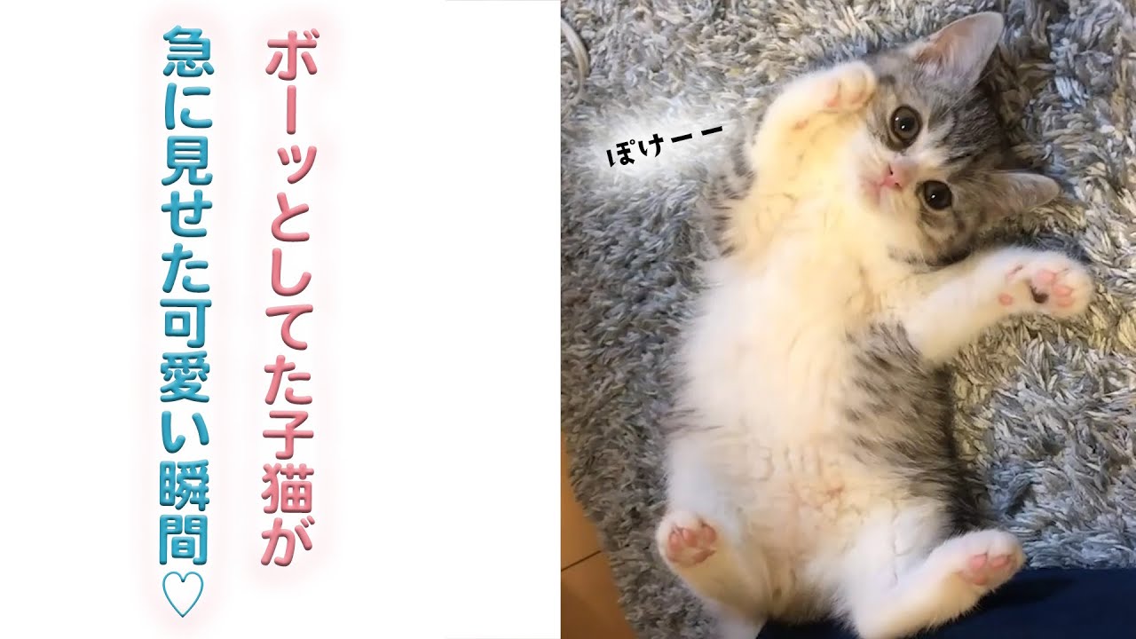 ぼーっとしてた子猫が…♡｜PECO