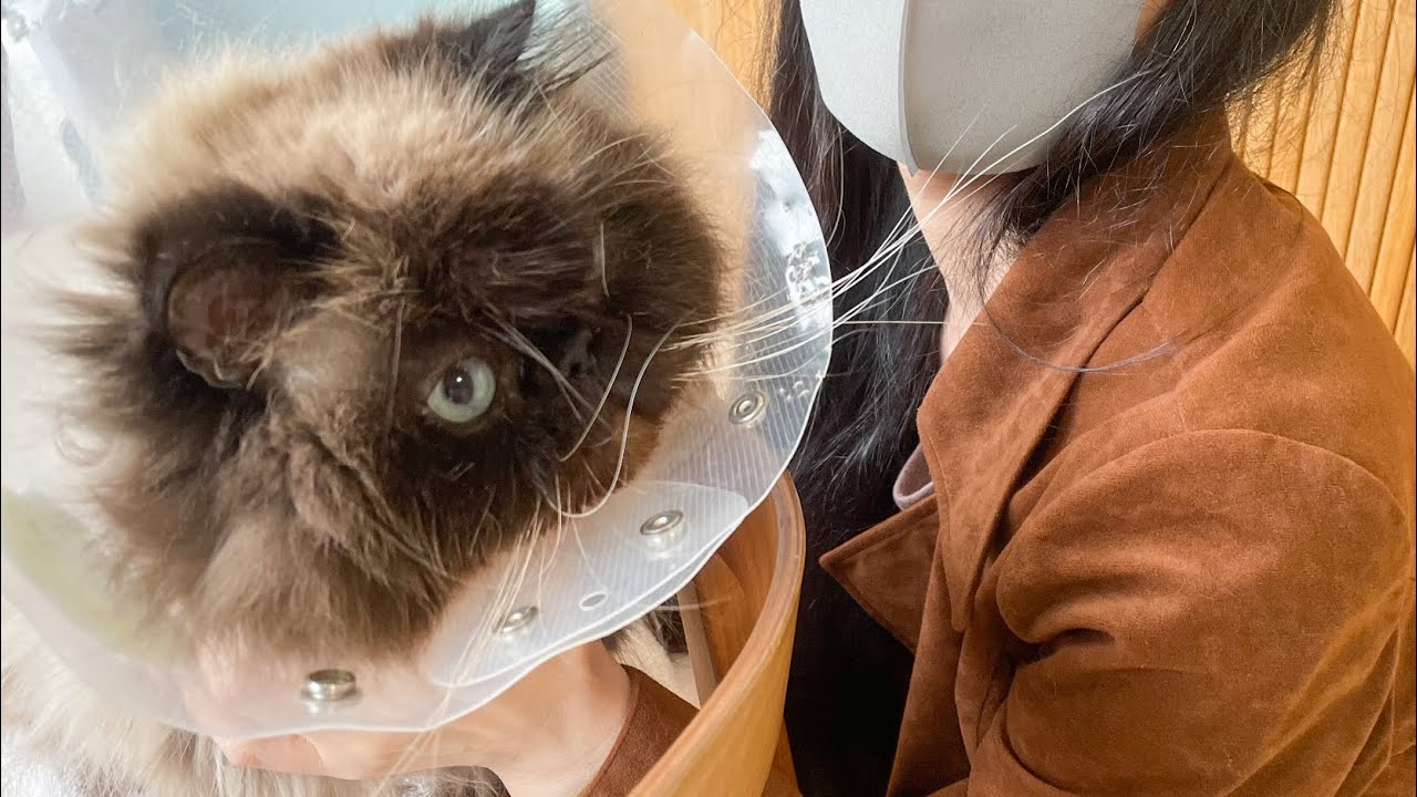 【大手術】実録！猫の尿道閉塞が治るまで（ヒマラヤン）