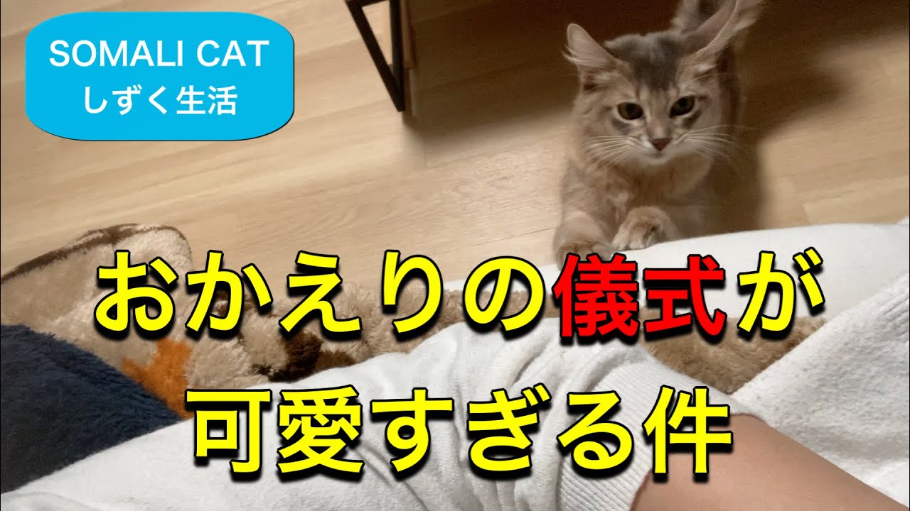 【ソマリ】#36 しずくの出迎えが可愛すぎる件　【猫】【cat】