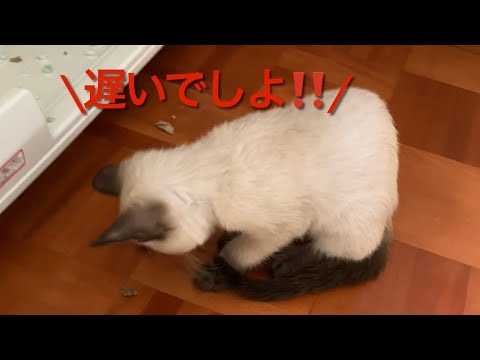 【シャム猫】子猫を怒らせてしまうとこうなります。。 / This is what happens when you offended a kitten. .