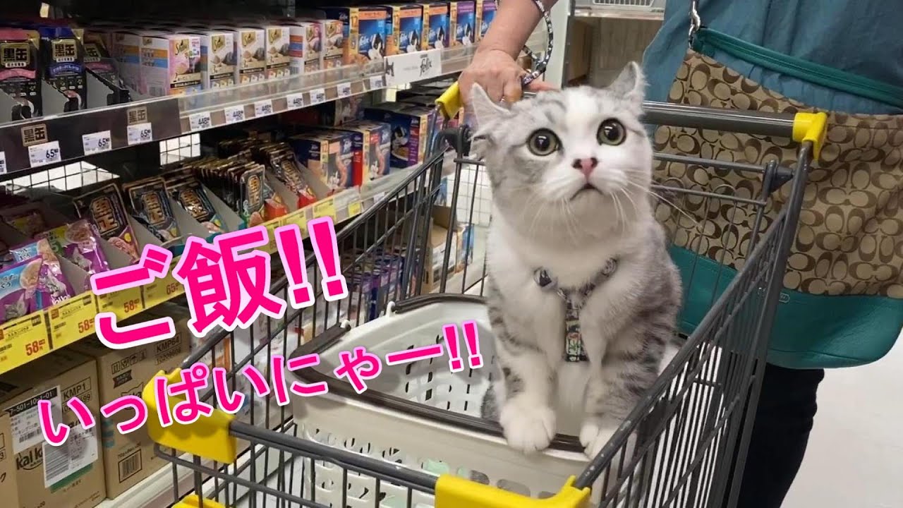子猫と一緒にお買い物に行ってきた【アメリカンカール】