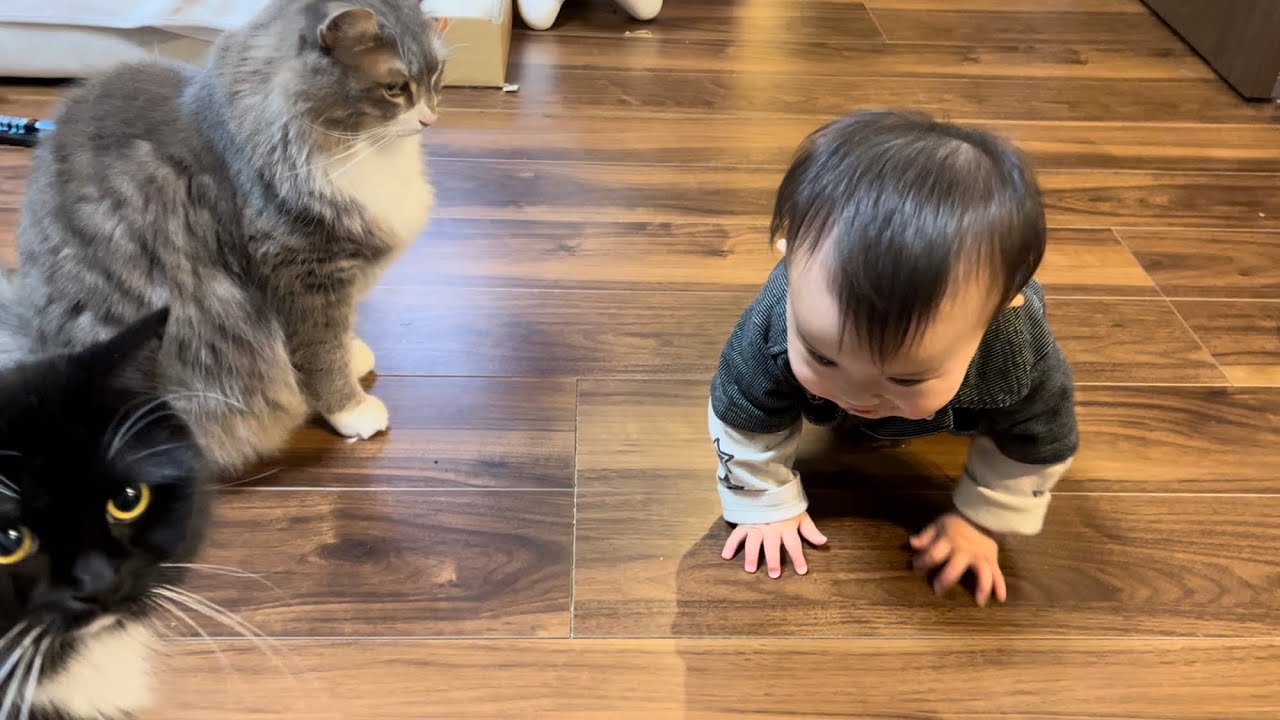 ハイハイに移行した赤ちゃんとそれを見守る猫　ラガマフィン　A baby who has moved to crawling and a cat watching over it