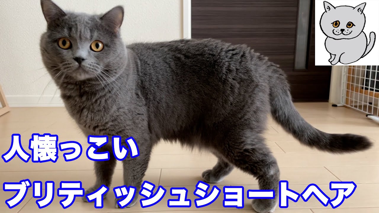 【ブリティッシュショートヘア】ネコってこんなに人懐っこいの？【猫】
