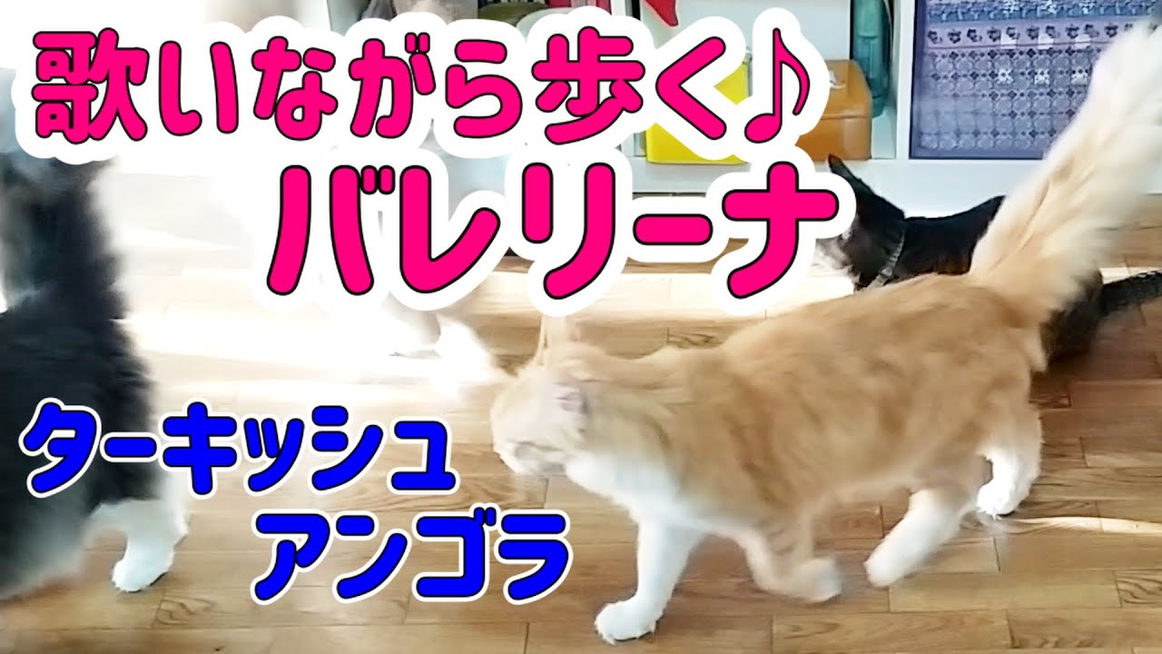 トルコの国宝　ターキッシュアンゴラの体形／Turkish Angora／歌いながら歩くバレリーナ