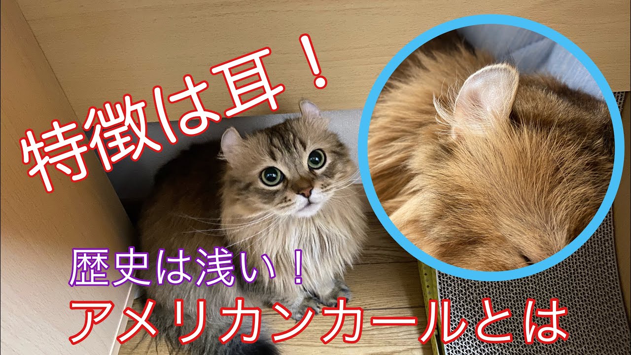 【まだまだ新種？】アメリカンカールという猫について【ナッツ】