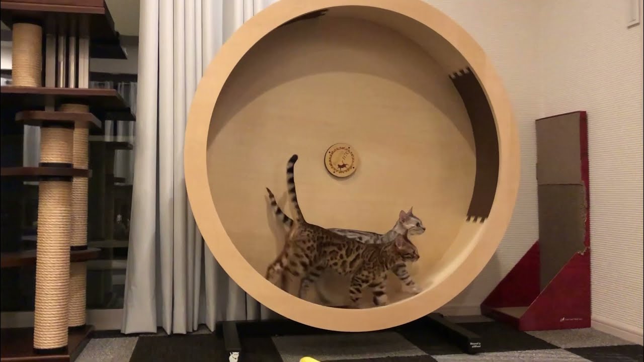 【キャットホイール】勢い余って大回転してしまった猫【ベンガル】