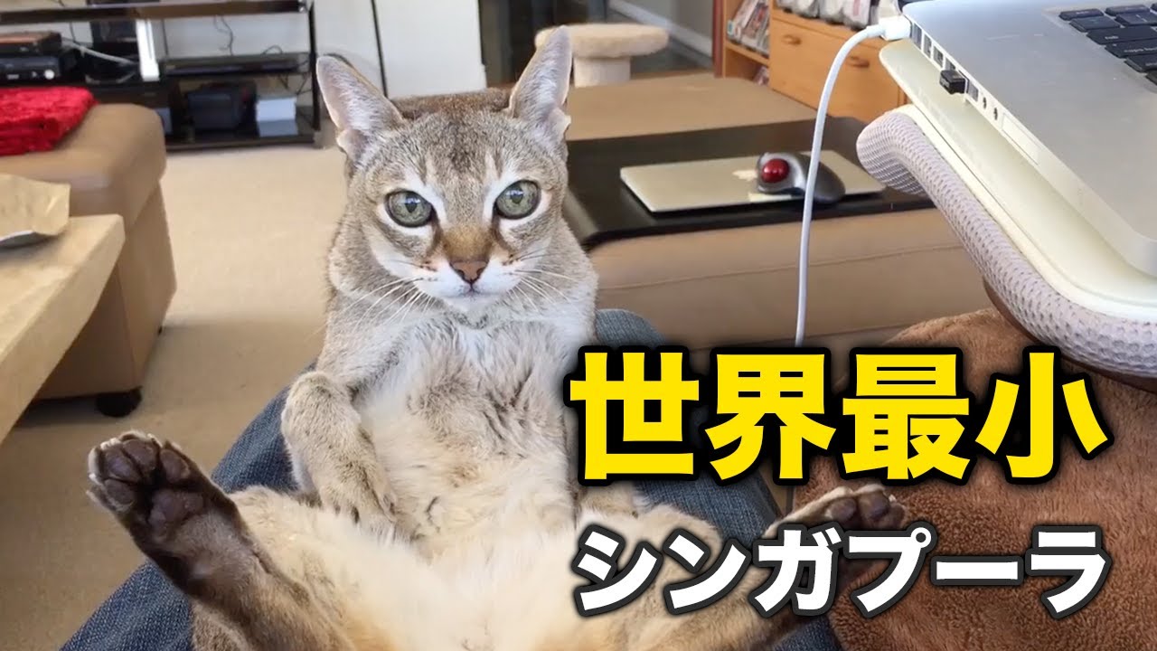 【シンガプーラ】世界最小！の賢い猫ちゃん子猫さん！シンガプーラちゃん可愛い集【猫】