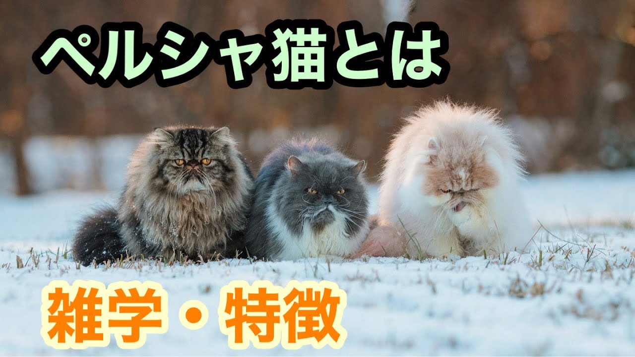 【猫】ペルシャ猫とは【雑学・特徴】Persian cat
