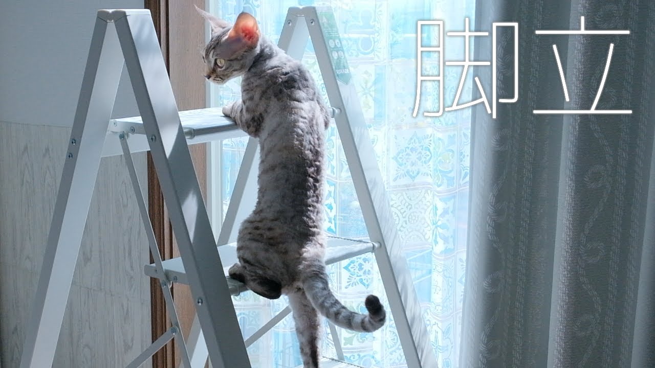脚立を探検する子猫／デボンレックス