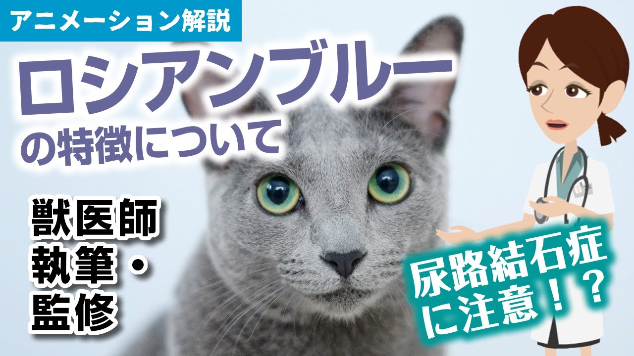 ロシアンブルーの特徴や気を付けたい病気など【獣医師執筆監修】