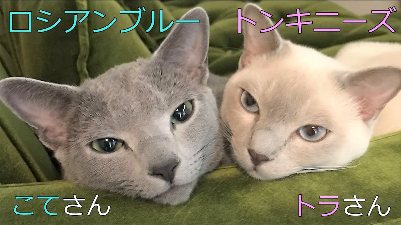 【初めまして】【ロシアンブルー×トンキニーズ】ソファでくつろぐ兄弟猫（＃1）