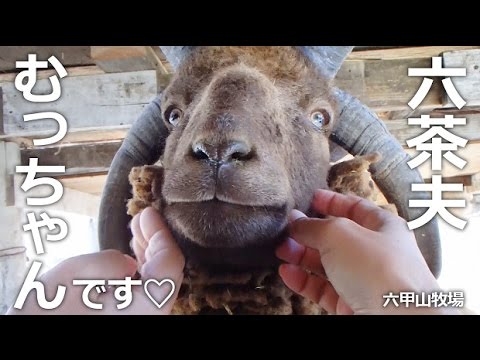 むっちゃん撫でてねっ♡【六甲山牧場】角が４本マンクス・ロフタンの六茶夫(むちゃお)です