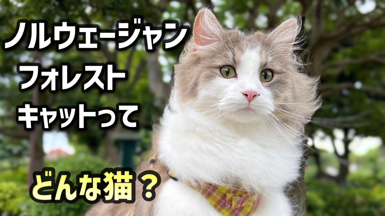ノルウェージャンフォレストキャットってどんな猫？特徴的な8つの性格