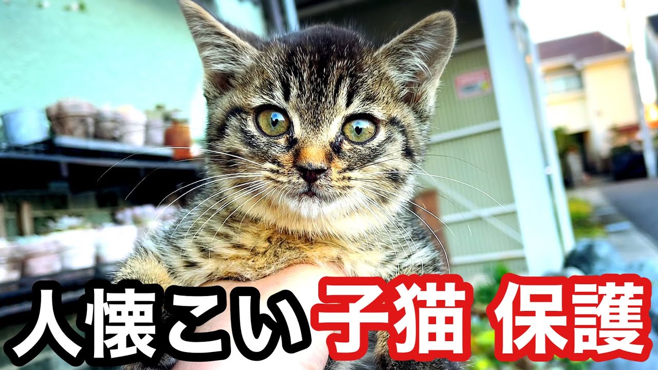 【捨て猫保護】ガリガリだった子猫がコロコロになった♪